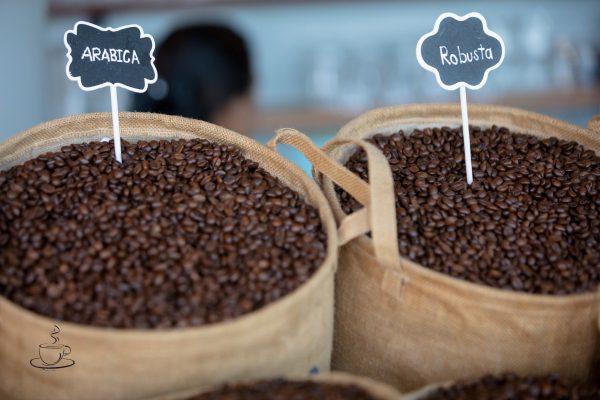 Diferença entre café robusta e café arabica